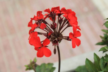Melez Pelargonium, Hybrid Geranium, Roze engel, Plargonium hybride, Edelgeranie, Geranio del Duce - Pelargonium hybridum - Geraniaceae