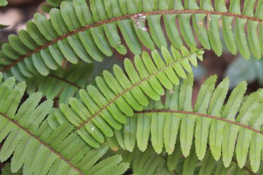 Merdiven eğreltiotu, Fishbone eğreltiotu, Boston eğreltiotu, Nphrolpide feuilles cordes, Fougre couronne, Helecho serrucho, Samambaia americana, Felce pennata - Nephrolepis cordifolia - Polypodiaceae 