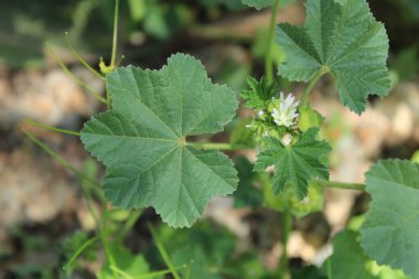Mısır yosunu, Cheeseweed, Küçük çiçekli mallow, Mauve parviflore, Mauve d 'Mısır, Kleinbltige Malve, Malva de botica, Malvilla menor, Kleinbloemig kaasjeskruid - Malva parviflora - Malvaceae