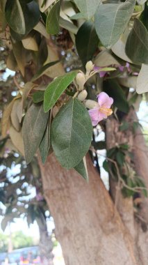 Norfolk Adası amblemi, Primrose ağacı, İnek kaşıntısı ağacı, Hibiscus de l 'le Norfolk - Lagunaria patersonii - Malvaceae
