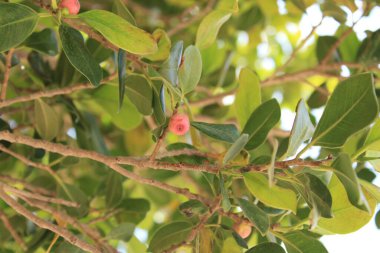 Hindistan defne inciri, Çin banyanı, Figuier petits fruit, Laurel de la India, Indiaanse Laurier, Chinesische Feige, Fico della capretta, rvore da felicidade - Ficus microcarpa - Moraceae