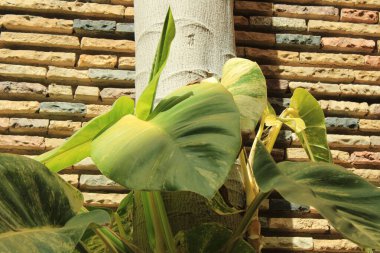 Çıyan, Mermer Kraliçe Pothos, Pothos dor, Polypode austral, Pothos Happy Leaf, Jibia verde, Filodendro white, Bejuco de agua - Epipremnum pinnatum - Araceae