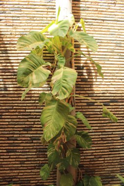 Çıyan, Mermer Kraliçe Pothos, Pothos dor, Polypode austral, Pothos Happy Leaf, Jibia verde, Filodendro white, Bejuco de agua - Epipremnum pinnatum - Araceae