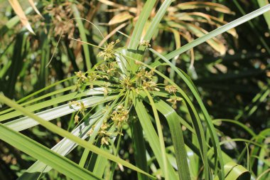Şemsiye sedge, False Papyrus, Alternatif sol Cyperus, Kıbrıs feilles alternes, Plante ombrelle, Wechselblttriges Zypergras, Falso papiro, Cpero de jardim - Cyperus alternifolius - Cyperaceae