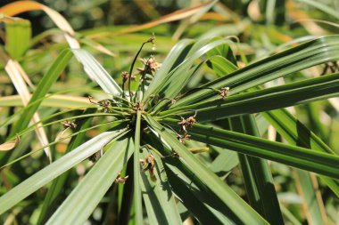 Şemsiye sedge, False Papyrus, Alternatif sol Cyperus, Kıbrıs feilles alternes, Plante ombrelle, Wechselblttriges Zypergras, Falso papiro, Cpero de jardim - Cyperus alternifolius - Cyperaceae