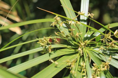 Şemsiye sedge, False Papyrus, Alternatif sol Cyperus, Kıbrıs feilles alternes, Plante ombrelle, Wechselblttriges Zypergras, Falso papiro, Cpero de jardim - Cyperus alternifolius - Cyperaceae
