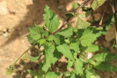 21, İspanyol iğneleri, Bident poilu, Herbe d 'aiguille, Mozote, Forbicina pelosa - Bidens pilosa - Asteraceae, Astraces