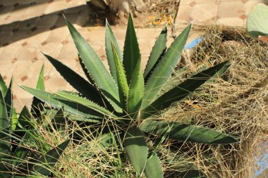 Thorncrest yüzyıl bitkisi, Agave crt, Agave fleur dress, Tula Ixtle, Agawa czterokolorowa, Maguey mezortillo - Agave lophantha - Asparagaceae
