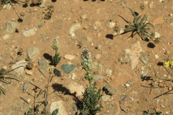 Beyaz dik mignonette, Rsda blanc, Mignonnette blanche - Reseda alba - Resedaceae, Rsdaces