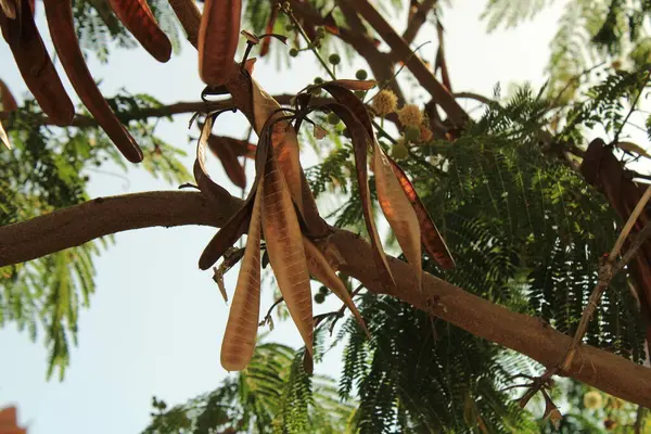 At tamarind, Coffee Feebush, Ipil ipil, Leucna ttes blanches, Faux acia, Faux mimosa, Acacie - Leucaena löcocephala - Fabaceae, Fabaces