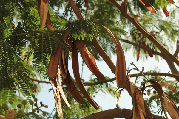 At tamarind, Coffee Feebush, Ipil ipil, Leucna ttes blanches, Faux acia, Faux mimosa, Acacie - Leucaena löcocephala - Fabaceae, Fabaces
