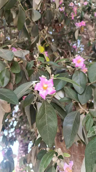 Norfolk Adası amblemi, Primrose ağacı, İnek kaşıntısı ağacı, Hibiscus de l 'le Norfolk - Lagunaria patersonii - Malvaceae