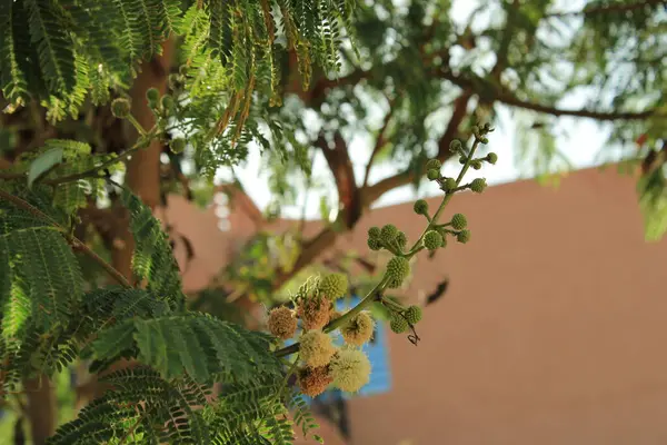 At tamarind, Coffee Feebush, Ipil ipil, Leucna ttes blanches, Faux acia, Faux mimosa, Acacie - Leucaena löcocephala - Fabaceae, Fabaces