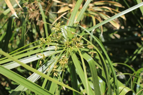 Şemsiye sedge, False Papyrus, Alternatif sol Cyperus, Kıbrıs feilles alternes, Plante ombrelle, Wechselblttriges Zypergras, Falso papiro, Cpero de jardim - Cyperus alternifolius - Cyperaceae