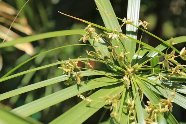 Şemsiye sedge, False Papyrus, Alternatif sol Cyperus, Kıbrıs feilles alternes, Plante ombrelle, Wechselblttriges Zypergras, Falso papiro, Cpero de jardim - Cyperus alternifolius - Cyperaceae