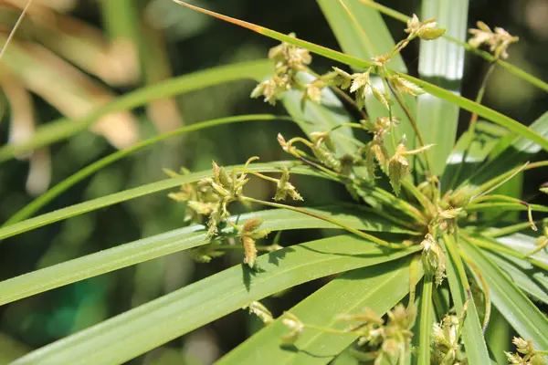 Şemsiye sedge, False Papyrus, Alternatif sol Cyperus, Kıbrıs feilles alternes, Plante ombrelle, Wechselblttriges Zypergras, Falso papiro, Cpero de jardim - Cyperus alternifolius - Cyperaceae