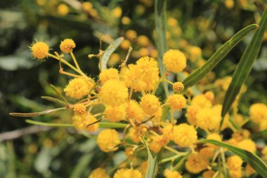 Altın çelenk gerdanlığı, Mimosa feilles de saule, Mimosa bleutre - Acacia saligna - Fabaceae, Fabaces