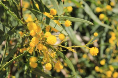 Altın çelenk gerdanlığı, Mimosa feilles de saule, Mimosa bleutre - Acacia saligna - Fabaceae, Fabaces