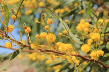 Altın çelenk gerdanlığı, Mimosa feilles de saule, Mimosa bleutre - Acacia saligna - Fabaceae, Fabaces