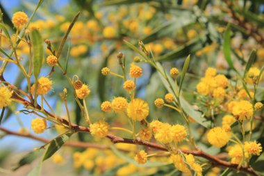 Altın çelenk gerdanlığı, Mimosa feilles de saule, Mimosa bleutre - Acacia saligna - Fabaceae, Fabaces