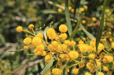 Altın çelenk gerdanlığı, Mimosa feilles de saule, Mimosa bleutre - Acacia saligna - Fabaceae, Fabaces
