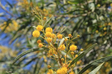 Altın çelenk gerdanlığı, Mimosa feilles de saule, Mimosa bleutre - Acacia saligna - Fabaceae, Fabaces