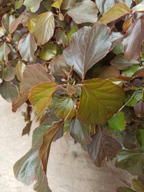 Bakır yaprağı, Yakup 'un paltosu, Flamengueira, Acalyphe cuivr, Cancan, Foulard, Ricinelle - Acalypha wilkesiana - Euphorbiaceae, Euphorbiaces