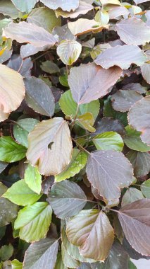 Bakır yaprağı, Yakup 'un paltosu, Flamengueira, Acalyphe cuivr, Cancan, Foulard, Ricinelle - Acalypha wilkesiana - Euphorbiaceae, Euphorbiaces