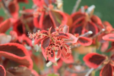 Bakır yaprağı, Yakup 'un paltosu, Flamengueira, Acalyphe cuivr, Cancan, Foulard, Ricinelle - Acalypha wilkesiana - Euphorbiaceae, Euphorbiaces