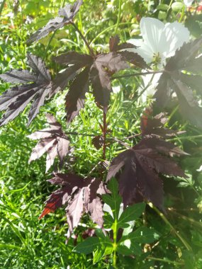 Japon akçaağacı, palmiye palmiyesi, Japon esdoorn, Japon esdoorn, cer japon, Arce japon, Bord japon - Acer palmatum - Sapindaceae