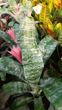 Urnplant, Living vazo, Silver vazo, vazo d 'argent, Aechma bantları, Aechma fascie - Aechmea fasciata - Bromeliaceae, Bromliaces