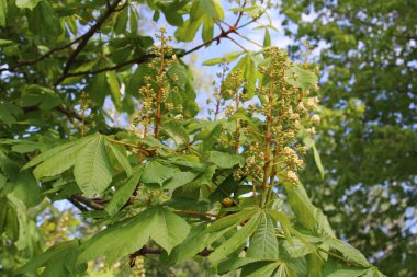 Avrupa At Kestanesi, Beyaz At Kestanesi, Marronnier d 'Inde - Eesculus hipocastanum - Sapindaceae, Sapindaces