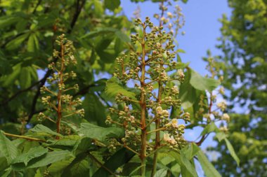 Avrupa At Kestanesi, Beyaz At Kestanesi, Marronnier d 'Inde - Eesculus hipocastanum - Sapindaceae, Sapindaces