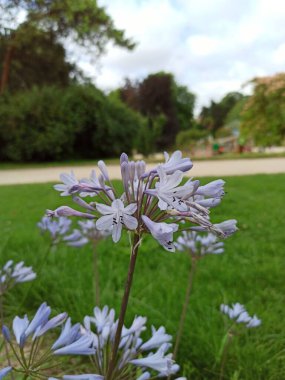 Afrikaanse lelie, Agapanthe prcoce, Agapanto, Lrio do nilo, Lila africana - Agapanthus praecox - Liliaceae, Amaryllidaceae