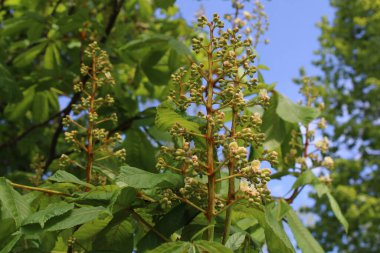 Avrupa At Kestanesi, Beyaz At Kestanesi, Marronnier d 'Inde - Eesculus hipocastanum - Sapindaceae, Sapindaces