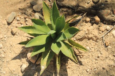 Parry 's agave, Agave de Parry, Maguey, Penca, Agave azul, mezcal - Agave parryi - Kuşkonmaz, kuşkonmaz