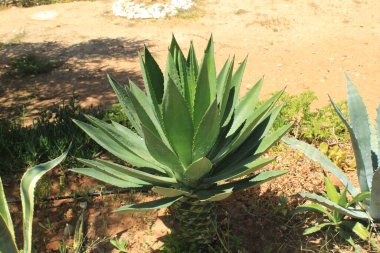 Sisal kenevir, Mescal, Agave sisal, Maguey de Sisal, Sisalagave, Sisaleira - Agave sisalana - Asparagaceae