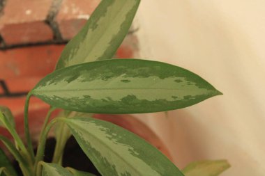 Çin daimi yeşili, Gümüş Kraliçe aglaonema, Zehirli Dart Bitkisi, Maymun, Aglaonme panach, Kolbenfaden, Sri Rezeki, Aglaonema zmienna, Aglaonema aurora, Anglonema fuego - Aglaonema commutatum - Araceae