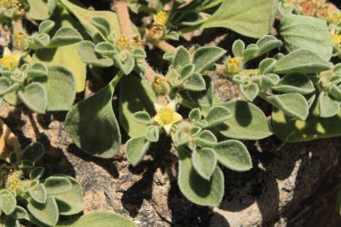 Purslane Aizoaceae, Aizoaces, Aizoon des Canaries, Pata perro, Aizoaceae 'den ayrıldı.