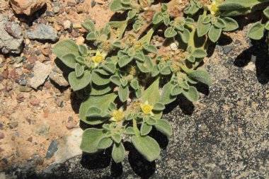 Purslane Aizoaceae, Aizoaces, Aizoon des Canaries, Pata perro, Aizoaceae 'den ayrıldı.