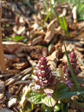Piramit borusu, piramit bugleweed, Bgula piramidal, piramidengnsel, bugola piramidale, Bugle pyramidale, Bgula de bosque - Ajuga pyramidalis - Lamiaceae