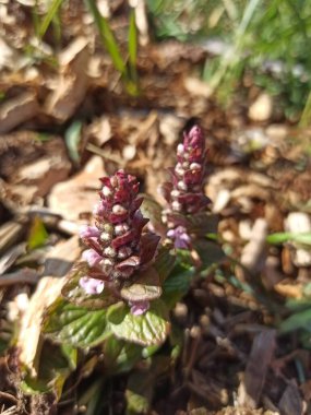 Piramit borusu, piramit bugleweed, Bgula piramidal, piramidengnsel, bugola piramidale, Bugle pyramidale, Bgula de bosque - Ajuga pyramidalis - Lamiaceae