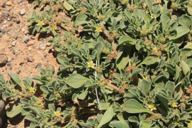 Purslane Aizoaceae, Aizoaces, Aizoon des Canaries, Pata perro, Aizoaceae 'den ayrıldı.
