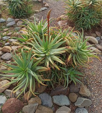 Aloe arborescens - Candelabra aloe, Alos arborescent, corne de blier, Krantz Aloe, Planta pulpo - Asphodelaceae, Asphodlaces