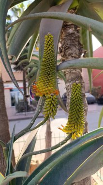 Dune Aloe, Strand, Coast, Aloe du Natal, Aloe de palme - Aloe thraskii - Xanthorrhoeaceae, Xanthorrhoeaces