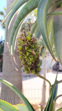 Dune Aloe, Strand, Coast, Aloe du Natal, Aloe de palme - Aloe thraskii - Xanthorrhoeaceae, Xanthorrhoeaces