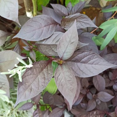 Yakut yaprağı, metal ot, kan - Alternanthera brasiliana - Amaranthaces, Amaranthaceae