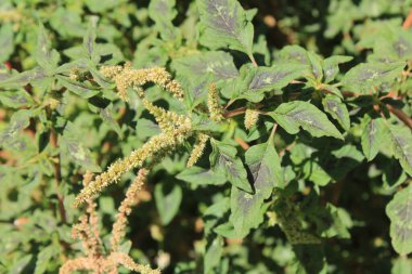 Dikenli pigweed, Thorny amaranth, Amarante pineuse, pinard malabre, Bledo espinoso, Amaranthus spinoso - Amaranthaceae, Amaranthaces