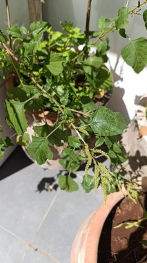 Tropik yeşil amaranth, Slender amaranth, Amarante verte, Brde paritaire blanc, Amaranthus viridis - Amaranthaceae, Amaranthaces
