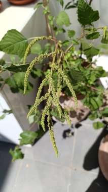 Tropik yeşil amaranth, Slender amaranth, Amarante verte, Brde paritaire blanc, Amaranthus viridis - Amaranthaceae, Amaranthaces